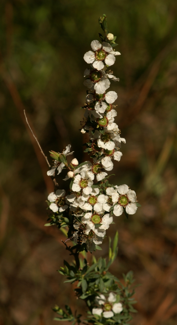 Leptospermum myrsinoides